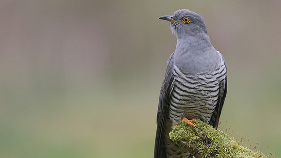 Common Cuckoo, Thursley Common, May 2017