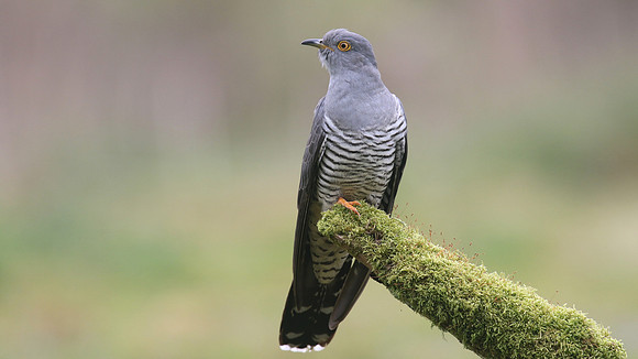 Common Cuckoo, Thursley Common, May 2017