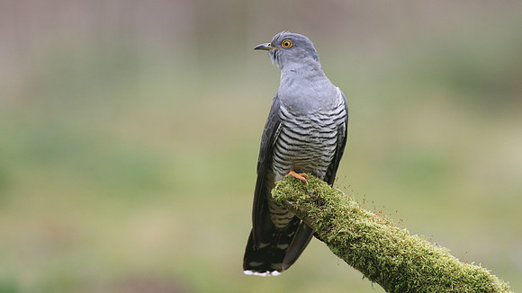 Common Cuckoo, Thursley Common, May 2017