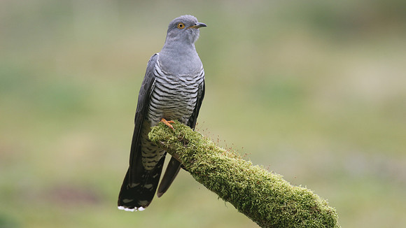 Common Cuckoo, Thursley Common, May 2017