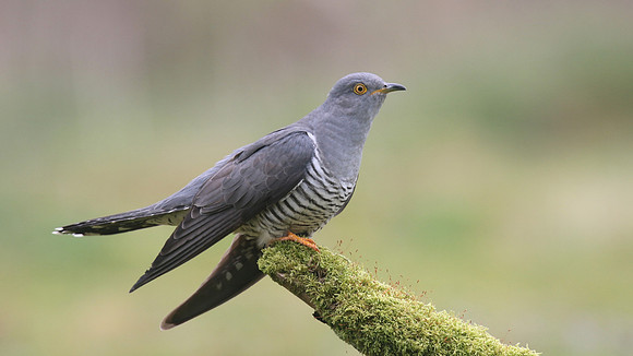 Common Cuckoo, Thursley Common, May 2017