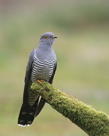 Common Cuckoo, Thursley Common, May 2017
