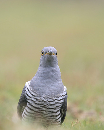 Common Cuckoo, Thursley Common, May 2017