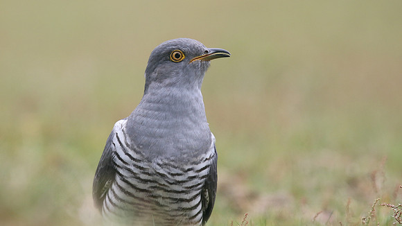 Common Cuckoo, Thursley Common, May 2017