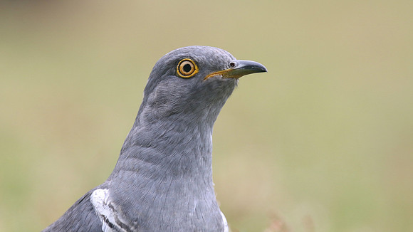 Common Cuckoo, Thursley Common, May 2017