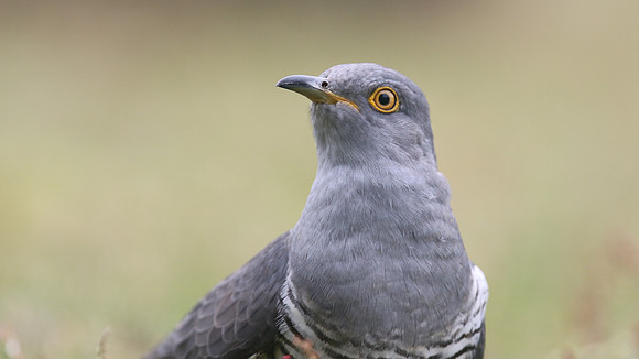 Common Cuckoo, Thursley Common, May 2017