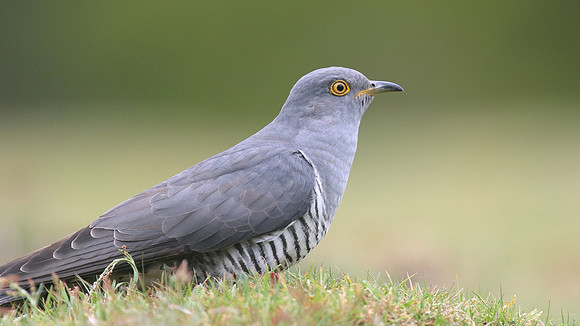 Common Cuckoo, Thursley Common, May 2017