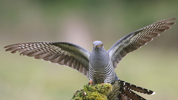 Common Cuckoo, Thursley Common, May 2017