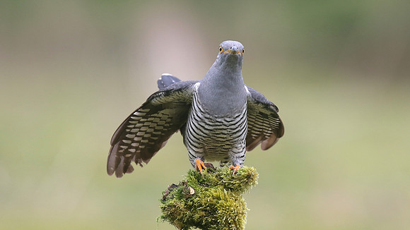 Common Cuckoo, Thursley Common, May 2017