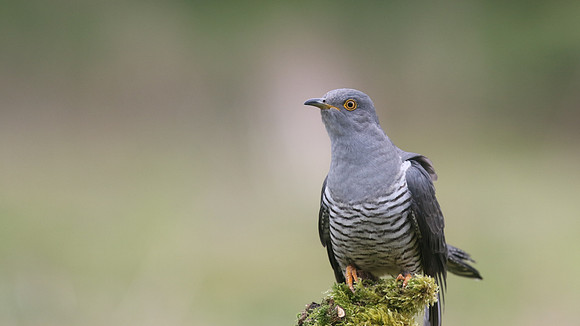 Common Cuckoo, Thursley Common, May 2017