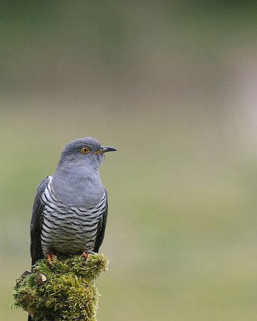 Common Cuckoo, Thursley Common, May 2017