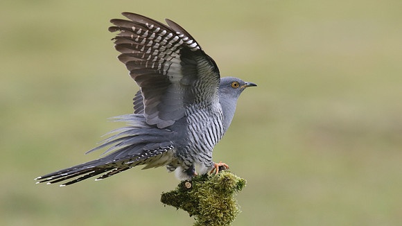 Common Cuckoo, Thursley Common, May 2017
