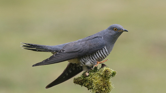 Common Cuckoo, Thursley Common, May 2017