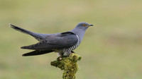 Cuckoos