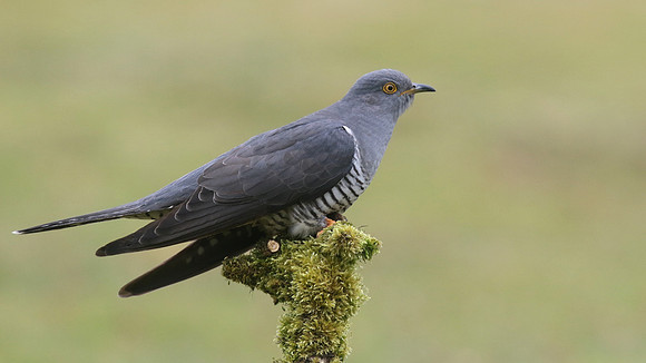 Common Cuckoo, Thursley Common, May 2017