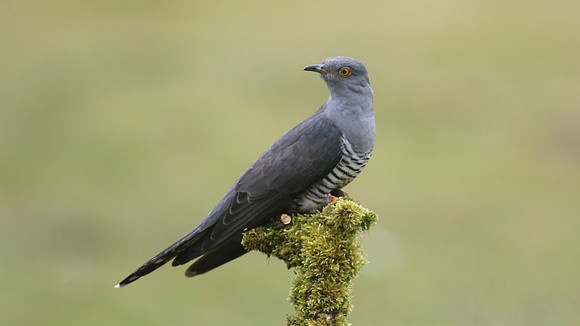 Common Cuckoo, Thursley Common, May 2017