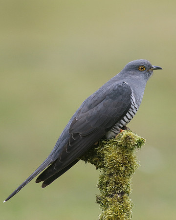 Common Cuckoo, Thursley Common, May 2017
