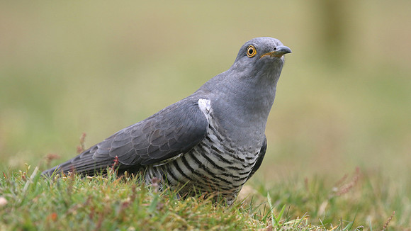 Common Cuckoo, Thursley Common, May 2017