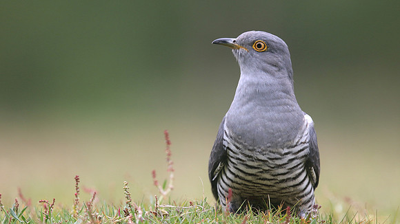 Common Cuckoo, Thursley Common, May 2017
