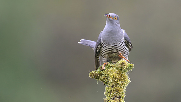 Common Cuckoo, Thursley Common, May 2017
