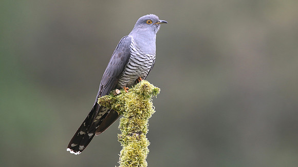 Common Cuckoo, Thursley Common, May 2017