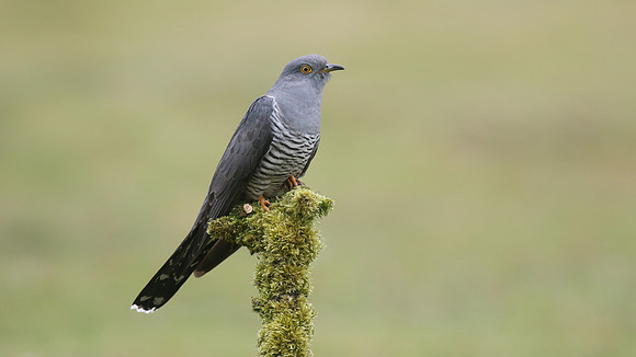 Common Cuckoo, Thursley Common, May 2017