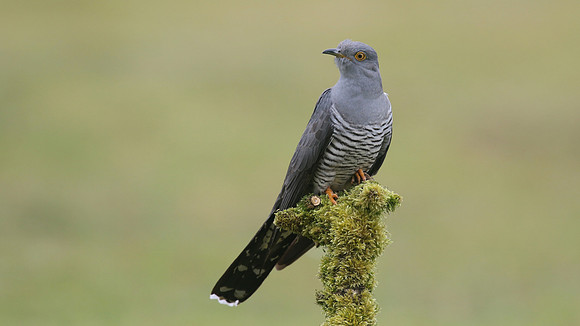 Common Cuckoo, Thursley Common, May 2017