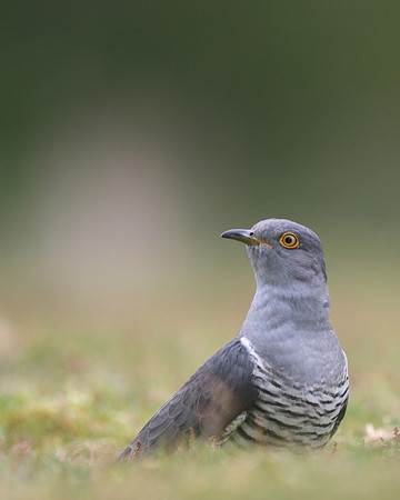 Common Cuckoo, Thursley Common, May 2017