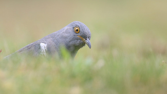 Common Cuckoo, Thursley Common, May 2017