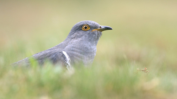 Common Cuckoo, Thursley Common, May 2017