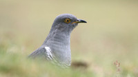 Common Cuckoo, Thursley Common, May 2017