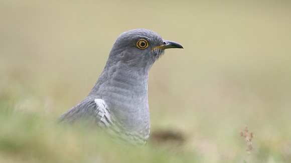 Common Cuckoo, Thursley Common, May 2017