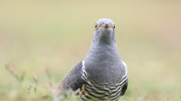 Common Cuckoo, Thursley Common, May 2017