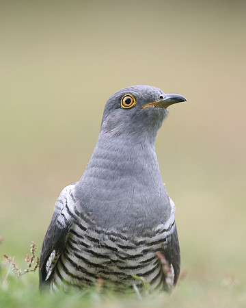 Common Cuckoo, Thursley Common, May 2017