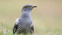 Common Cuckoo, Thursley Common, May 2017