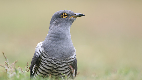 Common Cuckoo, Thursley Common, May 2017