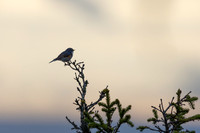 Red-flanked Bluetail