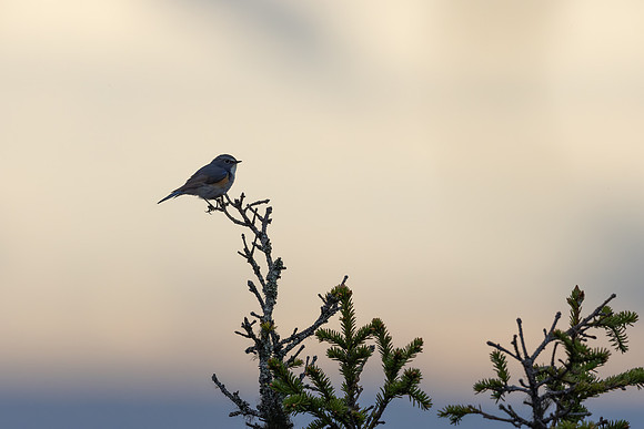 Red-flanked Bluetail, Konttainen, Finland, June 2025