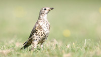 Mistle Thrush, Tockington, May 2017