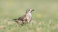 Mistle Thrush, Tockington, May 2017