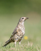Mistle Thrush, Tockington, May 2017