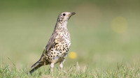 Mistle Thrush, Tockington, May 2017.