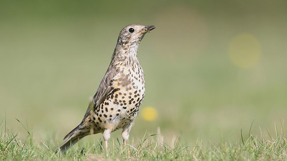 Mistle Thrush, Tockington, May 2017.