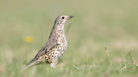 Mistle Thrush, Tockington, May 2017