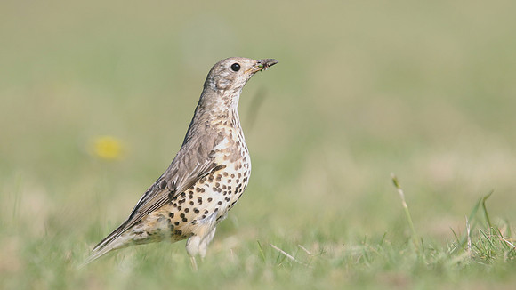 Mistle Thrush, Tockington, May 2017