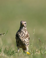Mistle Thrush, Tockington, May 2017
