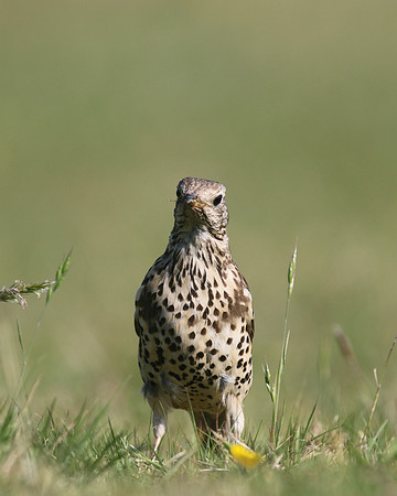 Mistle Thrush, Tockington, May 2017