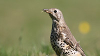 Mistle Thrush, Tockington, May 2017