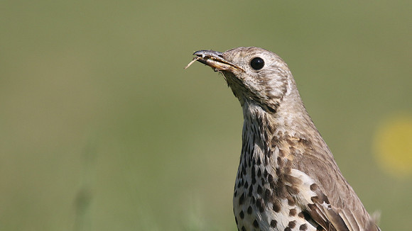 Mistle Thrush, Tockington, May 2017