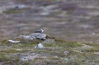 Long-tailed Skua, Áilegas fell, Finland, June 2025